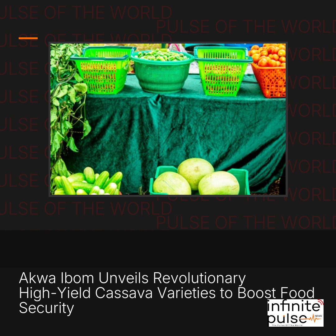 Akwa Ibom Unveils Revolutionary High-Yield Cassava Varieties to Boost Food Security