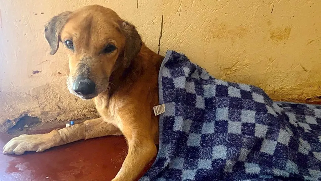 Shocking Dog Rescue Unfolds in Uganda After BBC's Exposé on Scamming Rings