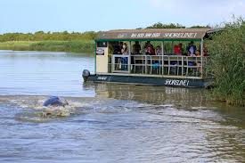 Survivor's Terrifying Encounter with Hippo: A Lesson in Wilderness Safety
