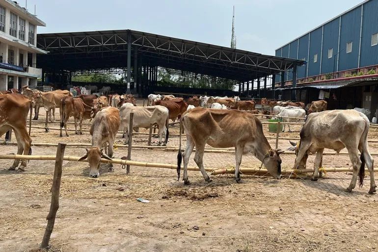 Eid Preparations Falter as Fear Grips West Bengal’s Cattle Market