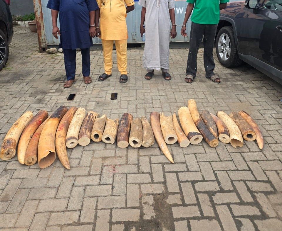 Customs Leads Joint Operation Against Wildlife Crime, Seizes 22 Elephant Tusks, Arrests Four Suspects